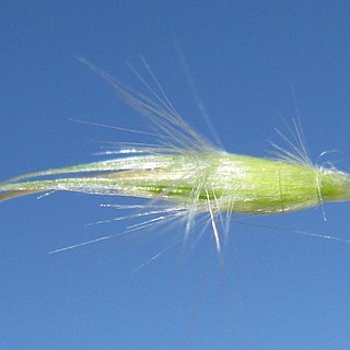 Rytidosperma caespitosum unspecified picture