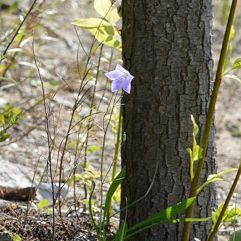 Campanula giesekiana unspecified picture