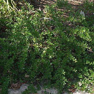 Ceanothus divergens unspecified picture