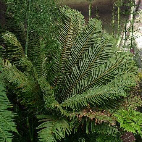 Blechnum cycadifolium unspecified picture