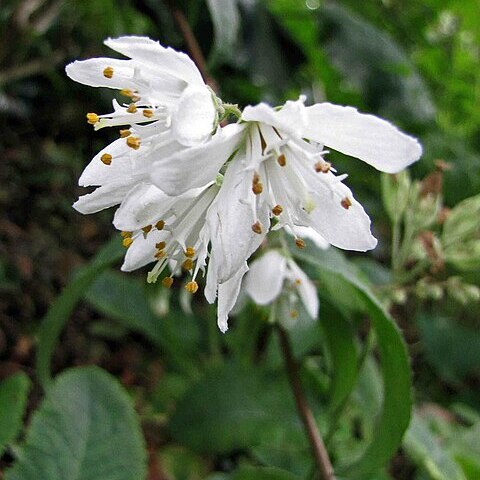 Deutzia staminea unspecified picture