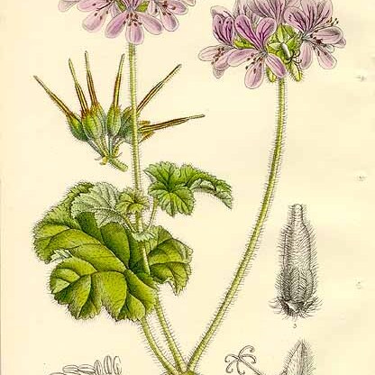 Pelargonium l'hér. unspecified picture