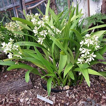 Prosthechea radiata unspecified picture