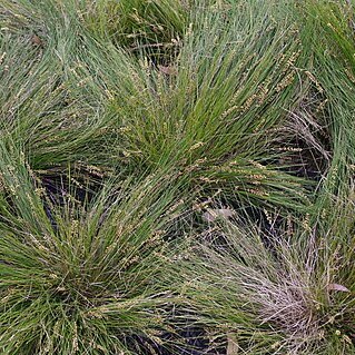 Lomandra confertifolia unspecified picture