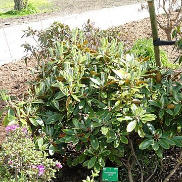 Rhododendron rufum unspecified picture