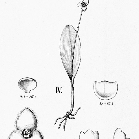 Stelis peliochyla unspecified picture