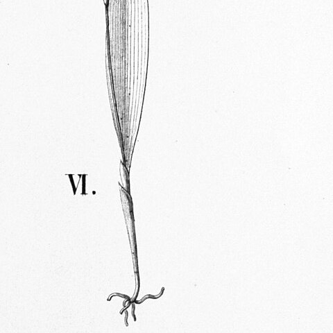 Stelis modesta unspecified picture