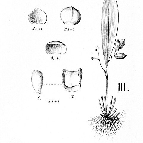 Stelis oligantha unspecified picture