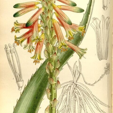 Aloe brachystachys unspecified picture