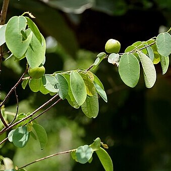 Cleistanthus collinus unspecified picture