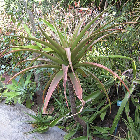 Aloe purpurea unspecified picture