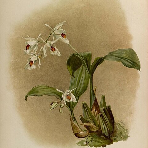 Coelogyne sanderae kraenzl. ex o'brien unspecified picture