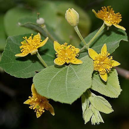 Grewia tiliifolia unspecified picture