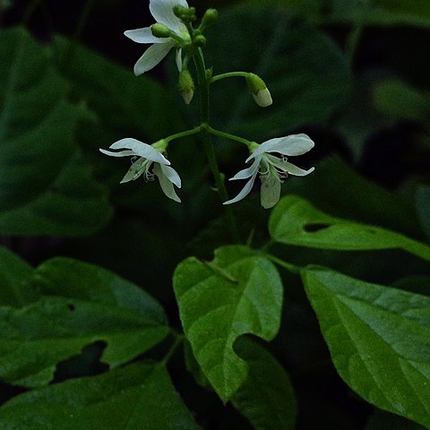 Hylodesmum pauciflorum unspecified picture