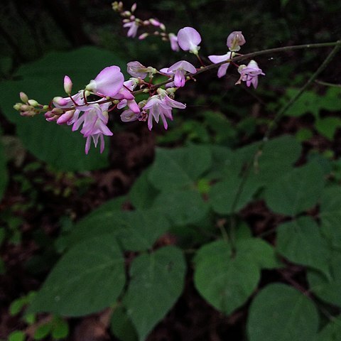 Hylodesmum glutinosum unspecified picture