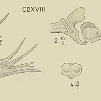 Chamaeanthus unspecified picture