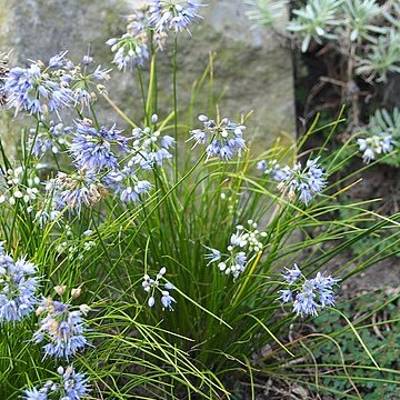 Allium cyaneum unspecified picture