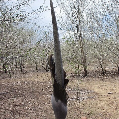 Amorphophallus maximus unspecified picture