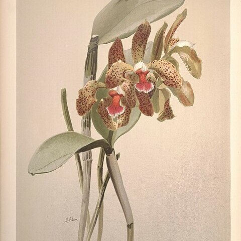 Cattleya schofieldiana unspecified picture