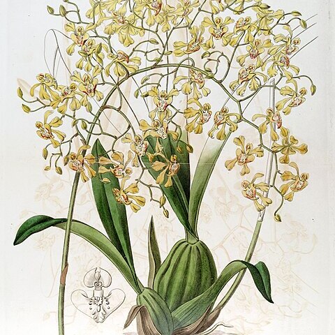 Oncidium deltoideum unspecified picture