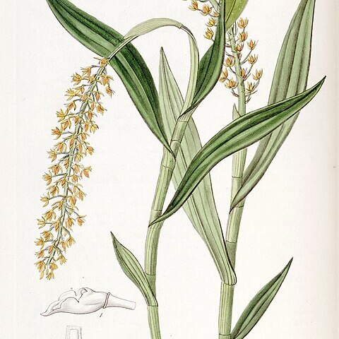 Epidendrum armeniacum unspecified picture