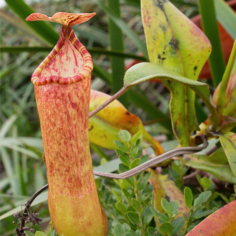 Nepenthes sumagaya unspecified picture