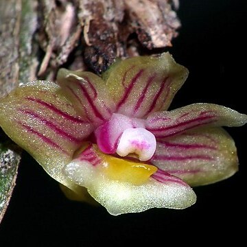 Dendrobium distichum unspecified picture