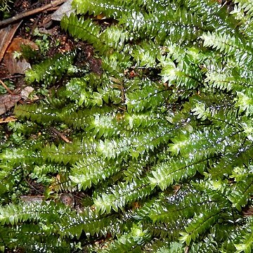 Cyathophorum unspecified picture