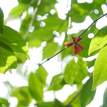 Euonymus indicus unspecified picture