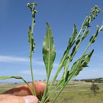 Myosotis australis unspecified picture