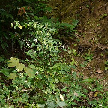 Crotalaria heyneana unspecified picture