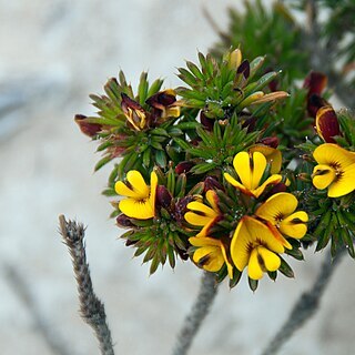 Pultenaea acerosa unspecified picture