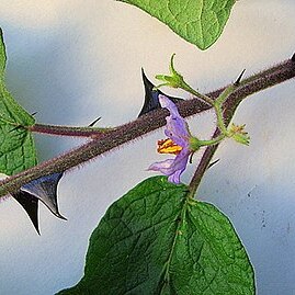 Solanum reflexiflorum unspecified picture