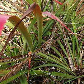 Bromelia unaensis unspecified picture