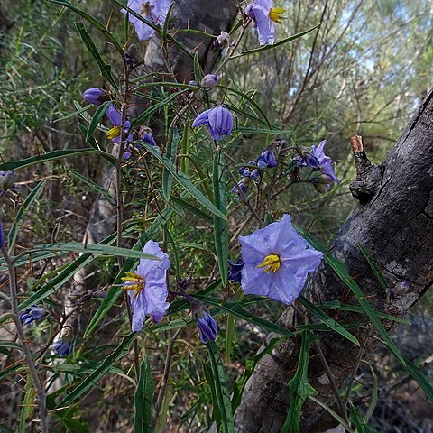 Solanum amblymerum unspecified picture