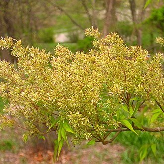 Fraxinus lanuginosa unspecified picture