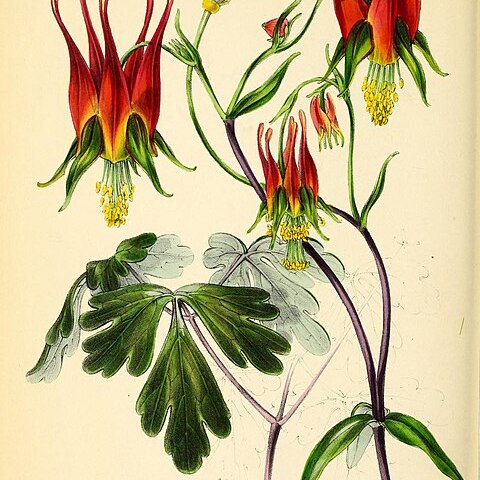 Aquilegia skinneri unspecified picture