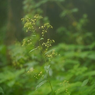 Bupleurum lanceolatum unspecified picture