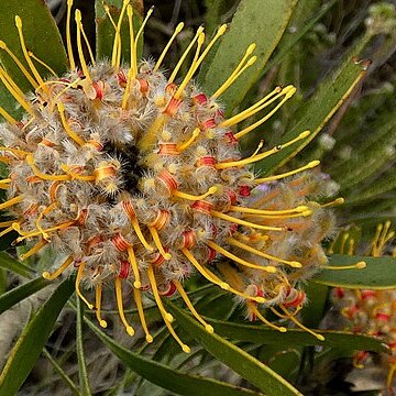 Leucospermum truncatum unspecified picture