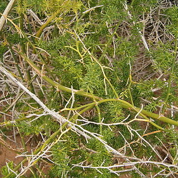 Asparagus umbellatus unspecified picture