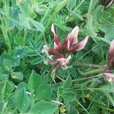 Astragalus berytheus unspecified picture