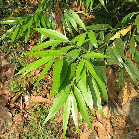 Cinnamomum heyneanum unspecified picture