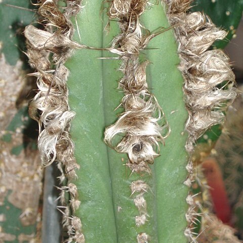 Pilosocereus floccosus unspecified picture