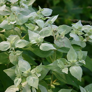 Pycnanthemum unspecified picture