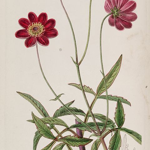 Cosmos scabiosoides unspecified picture