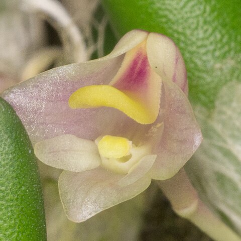 Dendrobium lichenastrum unspecified picture