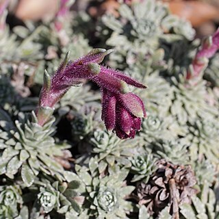 Saxifraga stribrnyi unspecified picture