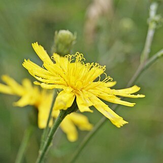 Hieracium laevigatum unspecified picture