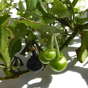 Solanum opacum unspecified picture