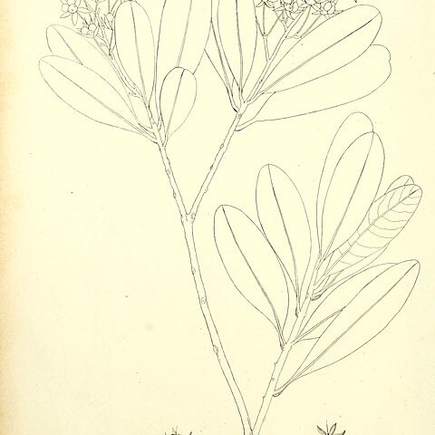 Campylospermum obtusifolium unspecified picture